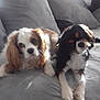 Lulue participe au concours pour gagner de l'argent avec cette photo : carnivoran, cavalier_king_charles_spaniel, companion_dog, dog, dog_breed, dog_breed_group, dog_like_mammal, king_charles_spaniel, snout, spaniel, sporting_group, vertebrate