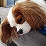 Lulue a rejoint le concours — aidez-le/la à gagner de superbes lots ! carnivoran, cavachon, cavalier_king_charles_spaniel, companion_dog, dog, dog_breed, dog_breed_group, dog_like_mammal, fur, king_charles_spaniel, kooikerhondje, phalene, puppy, snout, spaniel, sporting_group