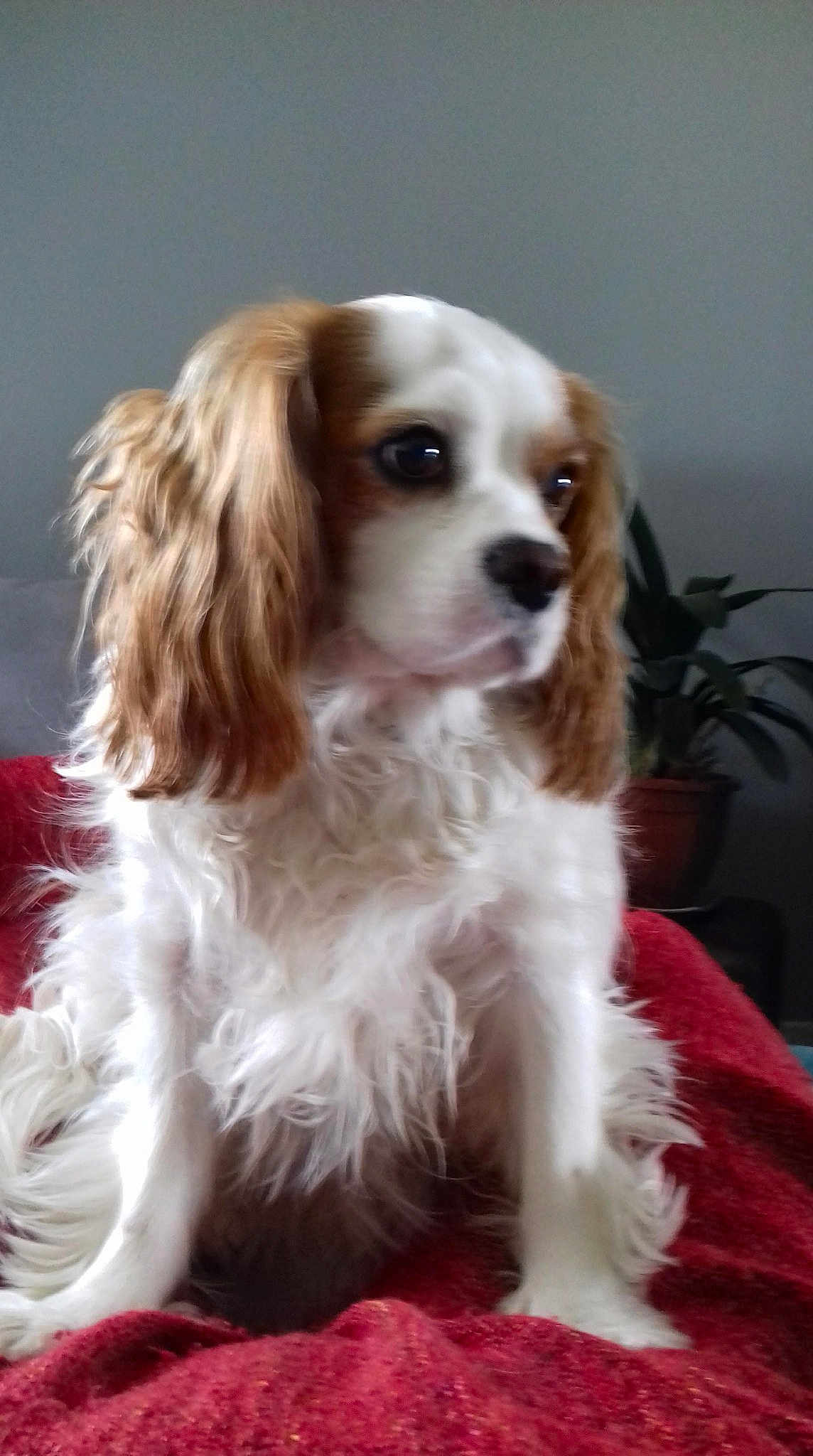 Lulue