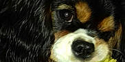 Poupie a rejoint le concours — aidez-le/la à gagner de superbes lots ! carnivoran, cavalier_king_charles_spaniel, companion_dog, dog, dog_breed, dog_breed_group, dog_like_mammal, king_charles_spaniel, puppy, snout, spaniel, whiskers