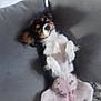 Poupie participe au concours pour gagner de l'argent avec cette photo : carnivoran, companion_dog, dog, dog_breed, dog_breed_group, dog_like_mammal, sporting_group