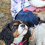 Poupie participe au concours pour gagner de l'argent avec cette photo : cavalier_king_charles_spaniel, companion_dog, dog, dog_breed, dog_breed_group, dog_like_mammal, king_charles_spaniel, puppy, snout, spaniel