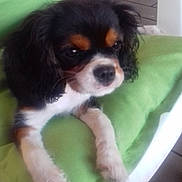 Poupie participe au concours pour gagner de l'argent avec cette photo : caramel_color, carnivoran, cavalier_king_charles_spaniel, companion_dog, dog, dog_breed, dog_breed_group, dog_like_mammal, king_charles_spaniel, puppy, snout, spaniel, vertebrate