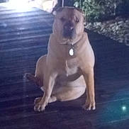 Soja a rejoint le concours — aidez-le/la à gagner de superbes lots ! dog, animal, pet, night, outdoor, wooden_deck, plants, rocks, collar, sitting, blur, shadow, dark, leash, fence, nature, canine, evening, quiet, still