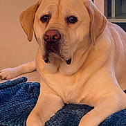 Charlie joined the competition — help win amazing prizes! dog, labrador_retriever, yellow_dog, pet, animal, indoor, blanket, blue_blanket, resting, lying_down, fur, canine, mammal, companion, cute, portrait, closeup, relaxed, cozy, home