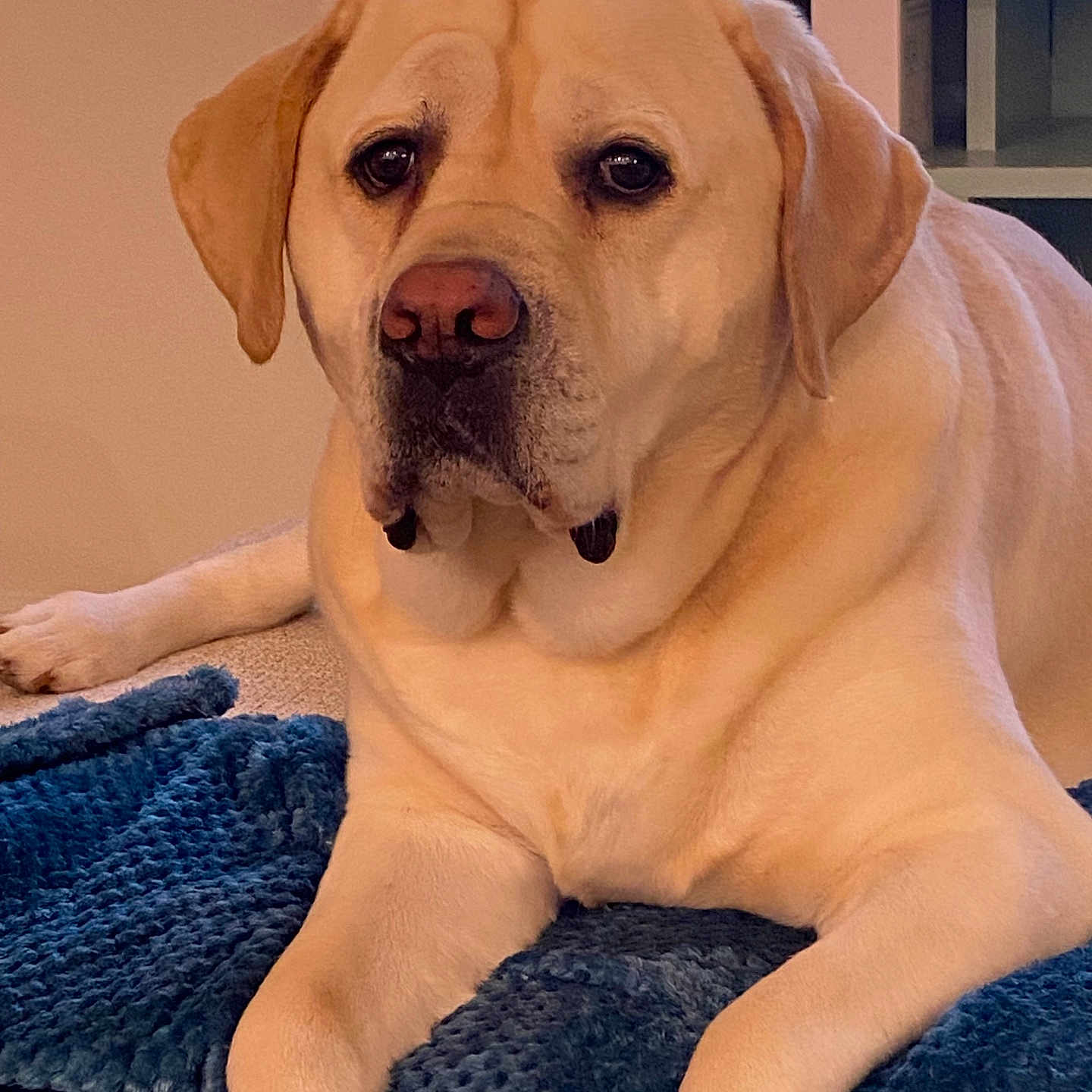 Charlie joined the competition — help win amazing prizes! animal, blanket, blue_blanket, canine, closeup, companion, cozy, cute, dog, fur, home, indoor, labrador_retriever, lying_down, mammal, pet, portrait, relaxed, resting, yellow_dog