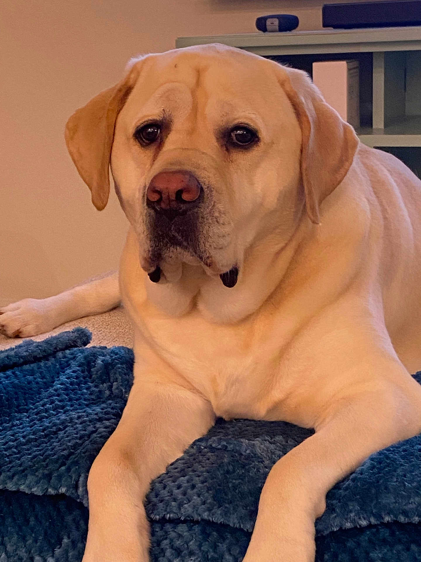 Charlie joined the competition — help win amazing prizes! dog, labrador_retriever, yellow_dog, pet, animal, indoor, blanket, blue_blanket, resting, lying_down, fur, canine, mammal, companion, cute, portrait, closeup, relaxed, cozy, home