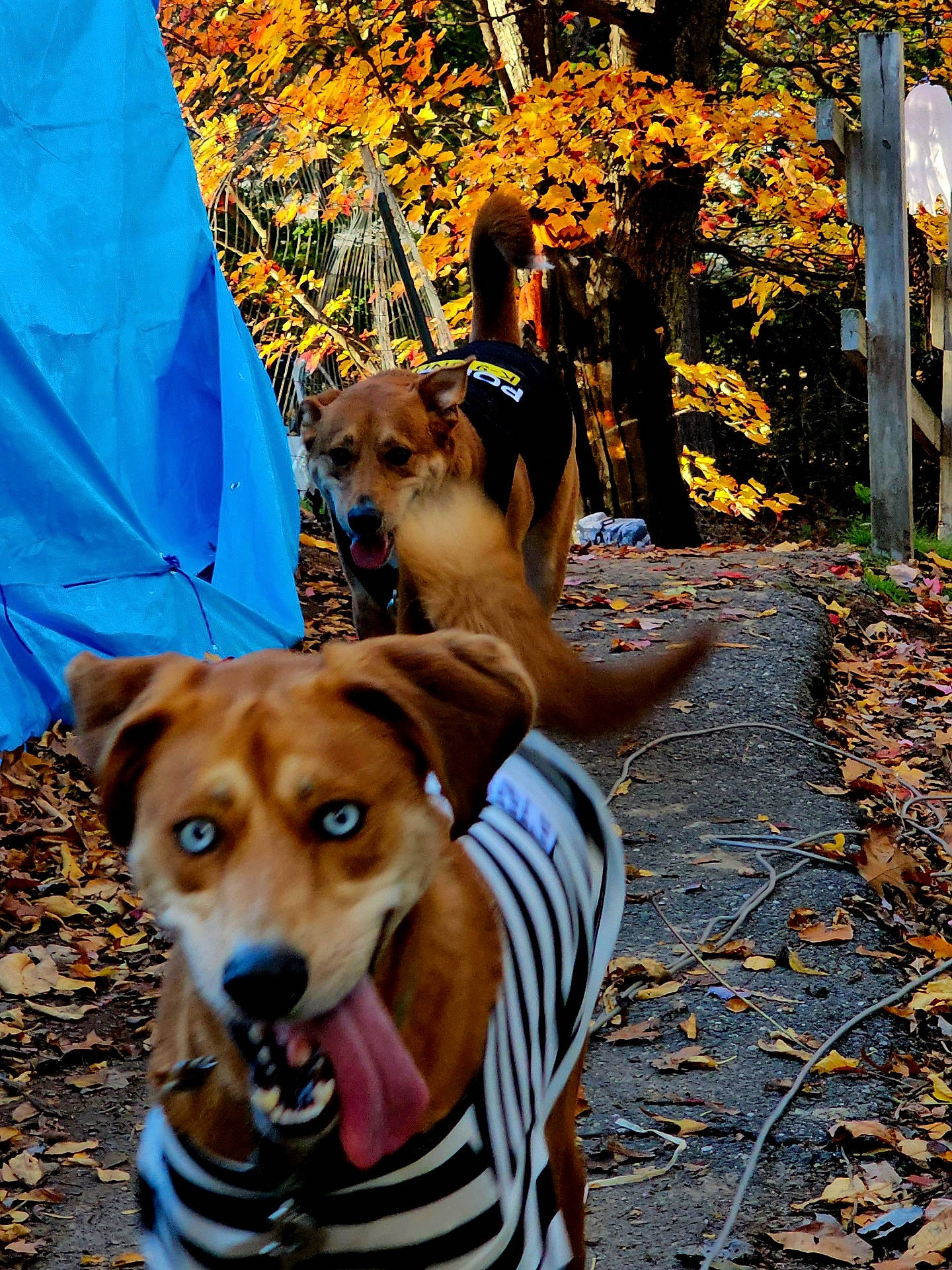 Copper is registered to the contest to win money with this photo: autumn, blue_eyes, canine, costume, daylight, dog, dogs, fall_leaves, happy, leaves, nature, outdoor, path, pets, playful, police_shirt, striped_shirt, tongue_out, trees, walking