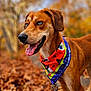 animal, autumn, bandana, blue_eyes, brown, canine, closeup, collar, dog, fall, forest, happy, leaves, nature, outdoor, path, pet, portrait, seasonal, tongue_out
