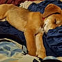 animal, bed, blanket, brown, canine, comforter, cozy, cute, dog, fur, indoor, peaceful, pet, puppy, red_collar, relaxing, resting, sleeping, snug, young_dog