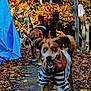 dog, dogs, autumn, fall_leaves, outdoor, pathway, tree, pet_clothing, playful, canine, nature, leaves, brown_dog, blue_eyes, police_vest, striped_sweater, fence, yard, daylight, tongue_out