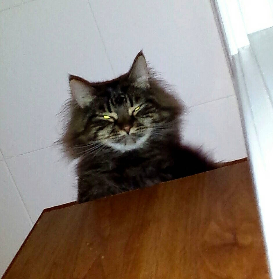 Lily is registered to the contest to win money with this photo: abyssinian, angora, animal, blackcat, brasssection, cat, drawer, furniture, hardwood, horn, indoors, interiordesign, kitten, manx, musicalinstrument, pet, plywood, stainedwood, table, wood