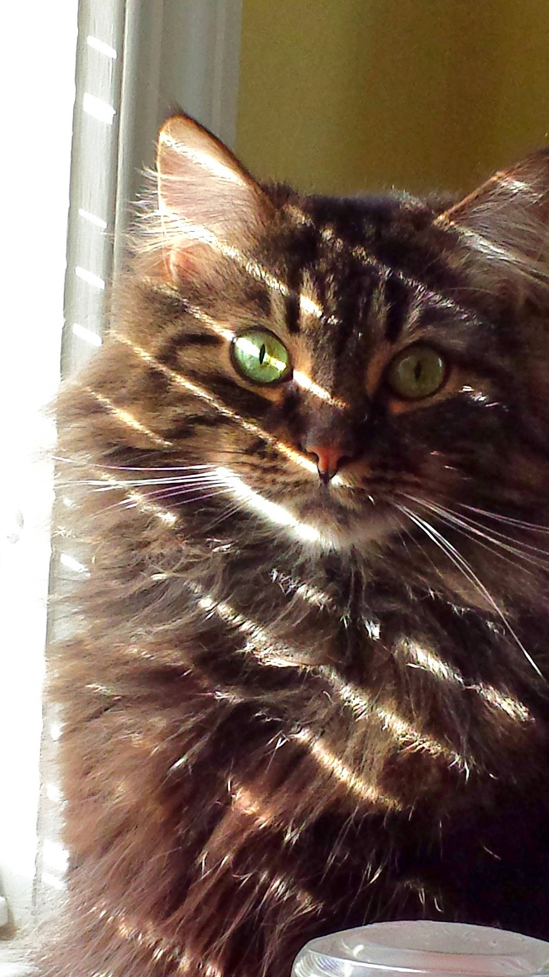 Lily joined the competition — help win amazing prizes! abyssinian, angora, animal, blackcat, brasssection, cat, curtain, face, head, homedecor, indoors, kitten, light, manx, person, pet, photography, plant, portrait, pottedplant