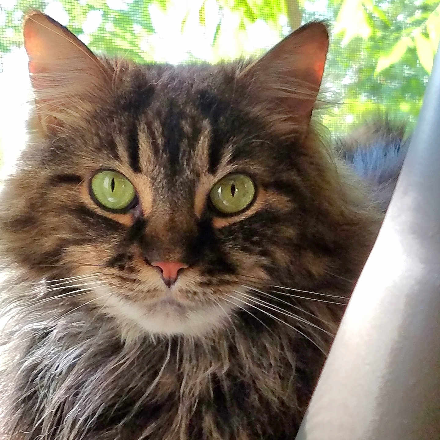 Lily joined the competition — help win amazing prizes! abyssinian, angora, animal, blackcat, brasssection, cat, face, grass, head, horn, kitten, manx, musicalinstrument, person, pet, photography, plant, portrait, pottedplant, vegetation