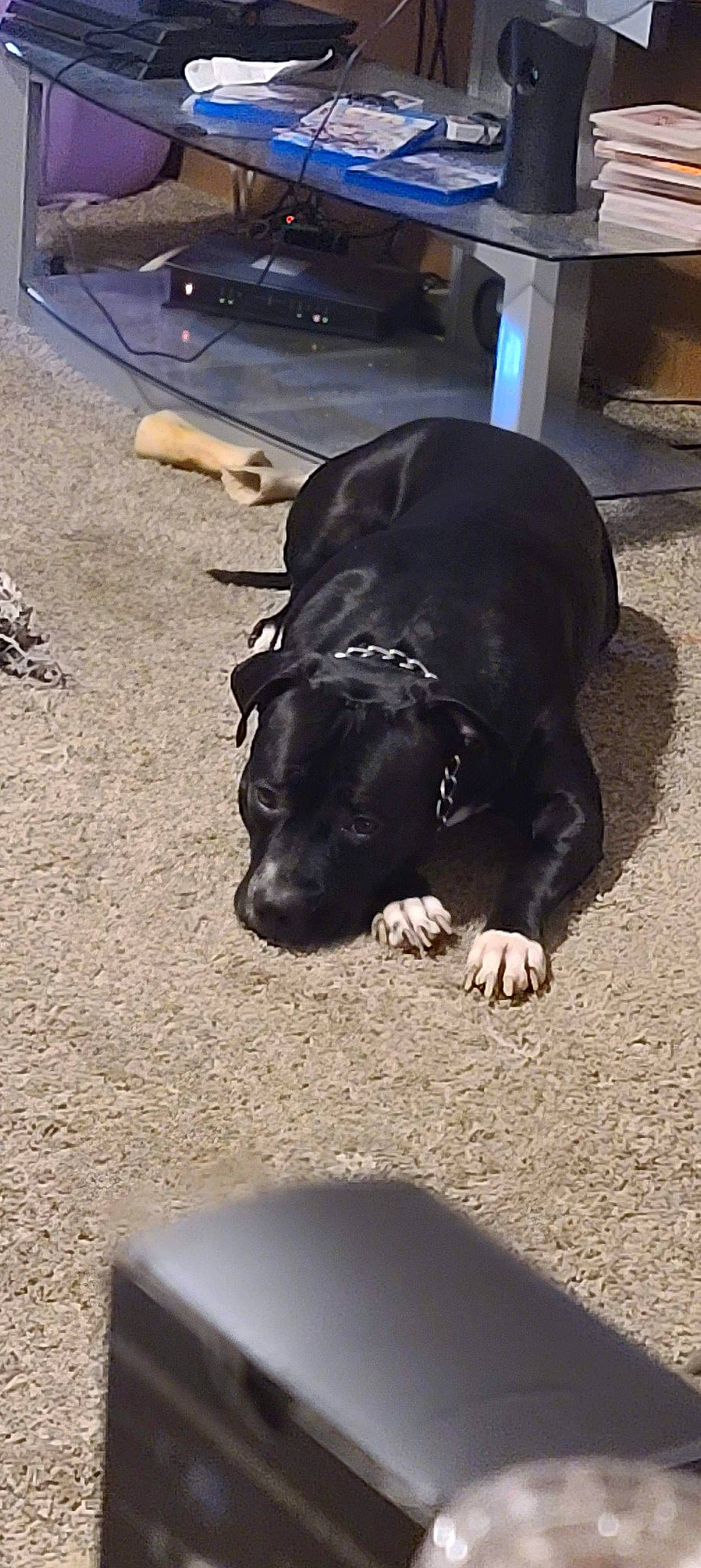 Deebo is registered to the contest to win money with this photo: american_pit_bull_terrier, bandog, cane_corso, canidae, carnivore, dog, dog_breed, fawn, guard_dog, non_sporting_group, snout, sporting_group, staffordshire_bull_terrier