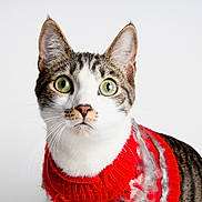 Rocket joined the competition — help win amazing prizes! cat, tabby, green_eyes, sweater, red_sweater, pet, animal, domestic_cat, whiskers, fur, cute, portrait, studio, white_background, curious, feline, closeup, indoor, soft_light, cozy