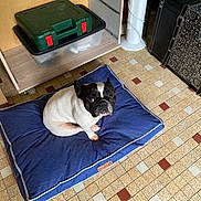 Sia participe au concours pour gagner de l'argent avec cette photo : dog, french_bulldog, pet, blue_cushion, floor_tiles, indoor, looking_up, black_and_white, drawer, plastic_container, green_box, standing_fan, furniture, curious, pet_bed, tile_floor, small_dog, resting, domestic, companion