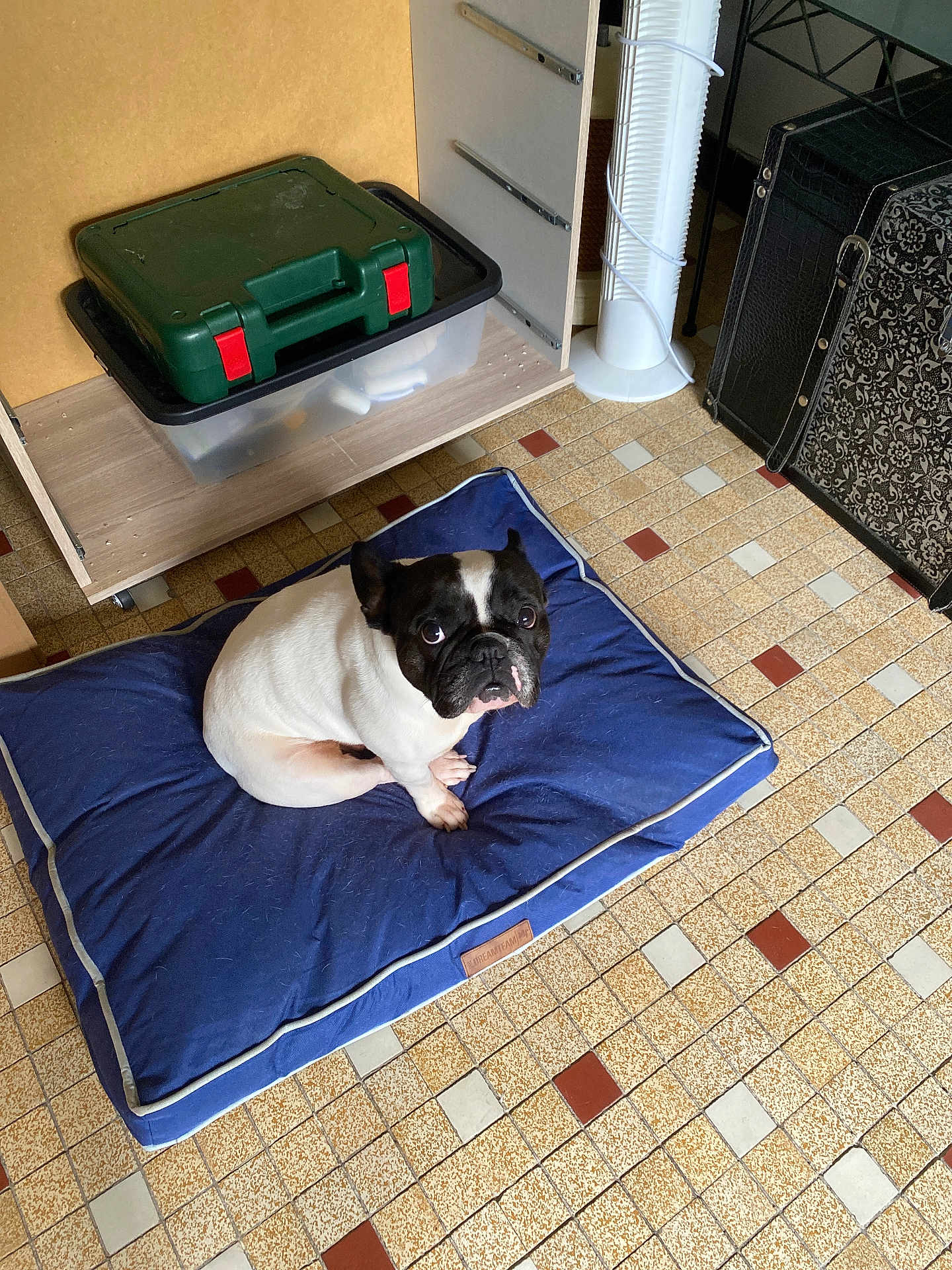 Sia participe au concours pour gagner de l'argent avec cette photo : dog, french_bulldog, pet, blue_cushion, floor_tiles, indoor, looking_up, black_and_white, drawer, plastic_container, green_box, standing_fan, furniture, curious, pet_bed, tile_floor, small_dog, resting, domestic, companion