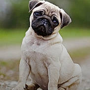 Daisy Mae joined the competition — help win amazing prizes! pug, puppy, dog, animal, pet, cute, sitting, outdoor, nature, grass, fur, head_tilt, portrait, mammal, young, closeup, adorable, expression, small, companion