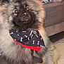 dog, fluffy, bandana, indoor, pet, animal, cute, sitting, furry, floor, bed, blanket, minnie_mouse, black_bandana, bones_pattern, canine, domestic, portrait, looking_up, cozy
