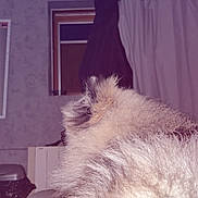 Tokyo participe au concours pour gagner de l'argent avec cette photo : dog, fluffy, fur, indoor, bed, blanket, window, curtain, shelf, room, furniture, coat, home, pet, animal, sleeping, soft, light, wall, household