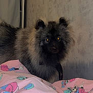 Tokyo participe au concours pour gagner de l'argent avec cette photo : dog, fluffy, bedspread, cartoon, indoor, pet, animal, fur, black, gray, cute, bedroom, wall, home, domestic_animal, looking, curious, ears, nose, eyes