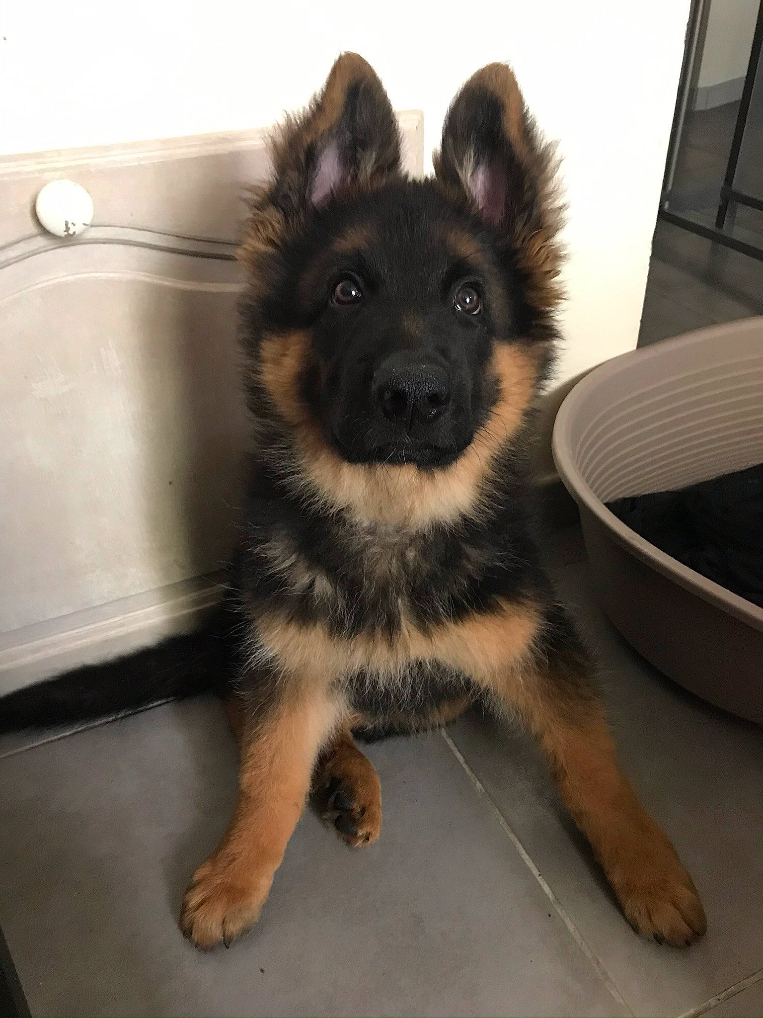 Reboot participe au concours pour gagner de l'argent avec cette photo : belgian_shepherd, belgian_shepherd_malinois, bohemian_shepherd, canidae, carnivore, companion_dog, dog, dog_breed, eurasier, german_shepherd_dog, herding_dog, king_shepherd, mammal, old_german_shepherd_dog, puppy, rare_breed_dog, shiloh_shepherd_dog, snout, tervuren, vertebrate