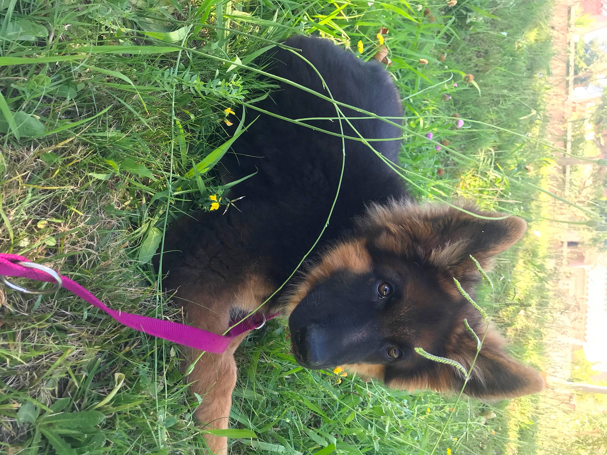 Reboot a rejoint le concours — aidez-le/la à gagner de superbes lots ! bohemian_shepherd, canidae, carnivore, dog, dog_breed, german_shepherd_dog, grass, plant