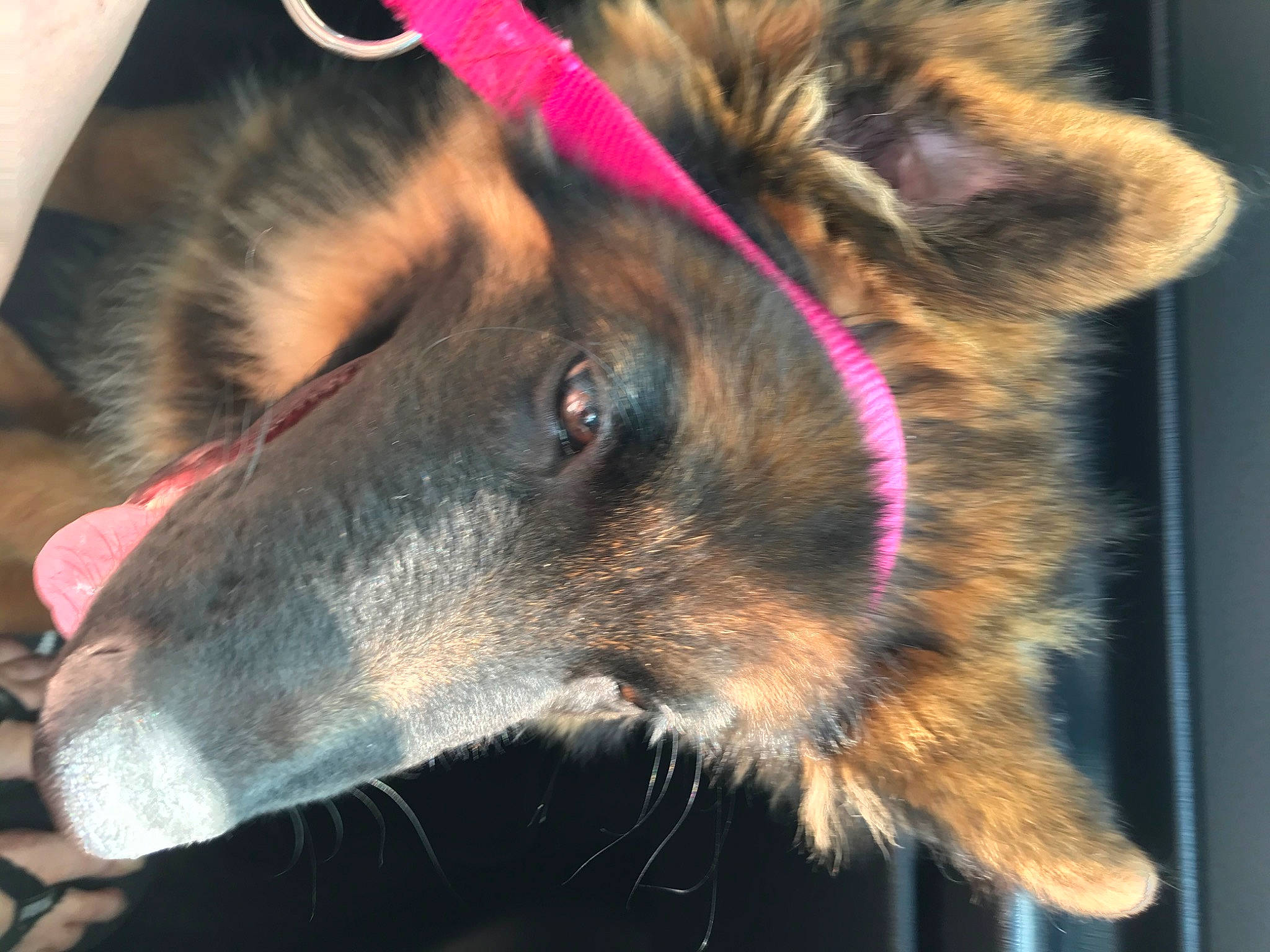 Reboot a rejoint le concours — aidez-le/la à gagner de superbes lots ! belgian_shepherd, bohemian_shepherd, canidae, carnivore, dog, dog_breed, ear, eye, fur, german_shepherd_dog, king_shepherd, mammal, nose, old_german_shepherd_dog, snout, tervuren, working_dog