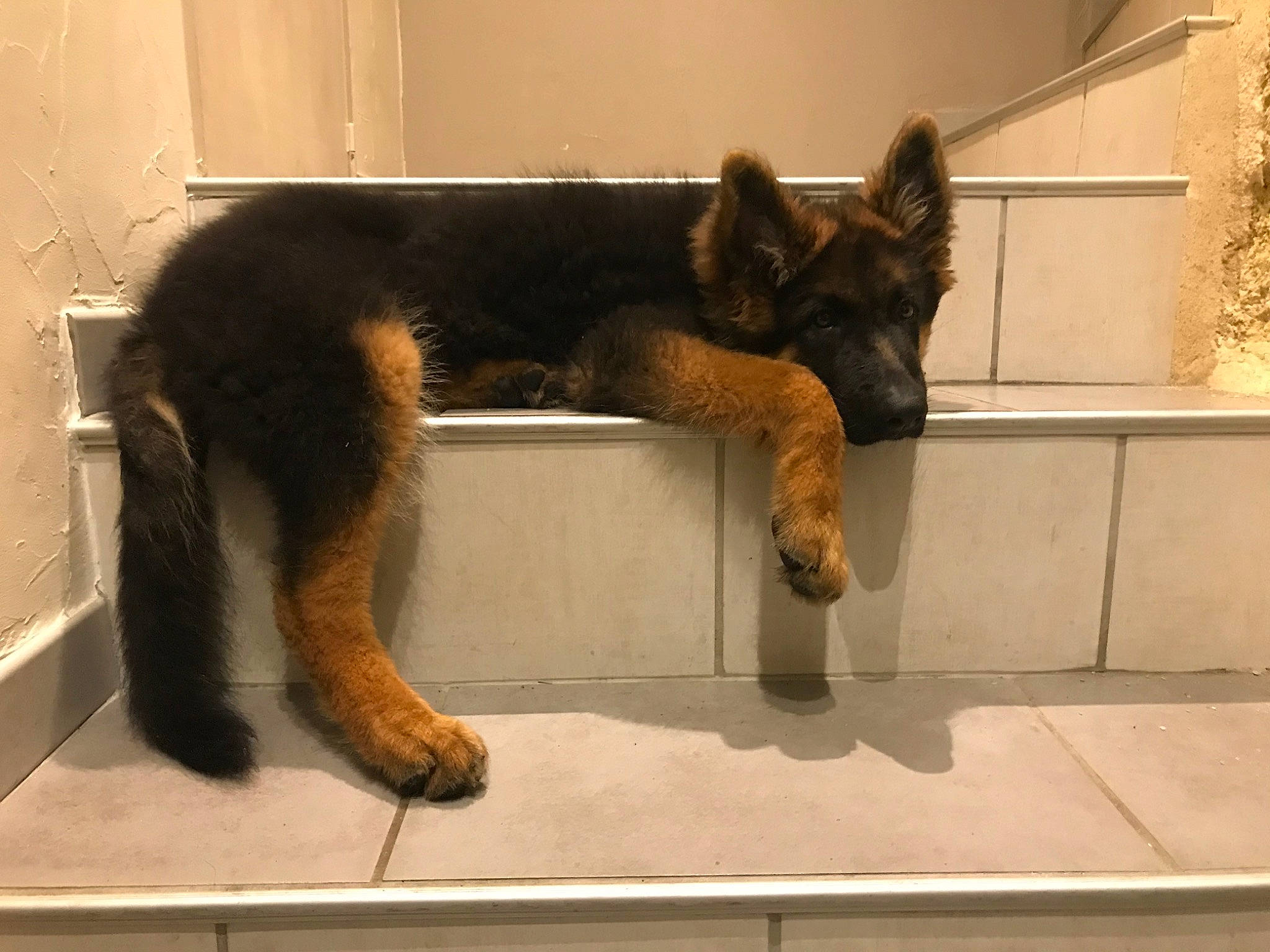 Reboot a rejoint le concours — aidez-le/la à gagner de superbes lots ! canidae, carnivore, dog, dog_breed, german_shepherd_dog, king_shepherd, mammal, old_german_shepherd_dog, snout, tail, vertebrate