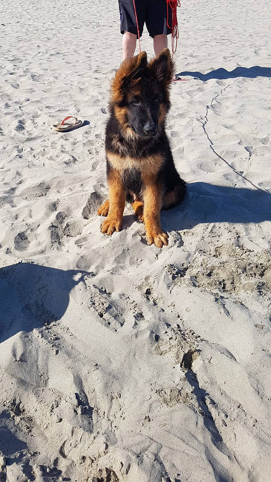 Reboot participe au concours pour gagner de l'argent avec cette photo : belgian_shepherd, belgian_shepherd_malinois, bohemian_shepherd, canidae, carnivore, dog, dog_breed, east_european_shepherd, german_shepherd_dog, herding_dog, king_shepherd, mammal, old_german_shepherd_dog, puppy, shiloh_shepherd_dog, sporting_group, tervuren, vertebrate, working_dog