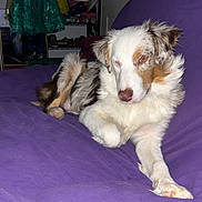 Todo joined the competition — help win amazing prizes! dog, purple_couch, indoor, lounge, fluffy, pet, relaxed, furniture, room, dress, shelf, shoes, door, white_wall, animal, canine, fur, paw, resting, home