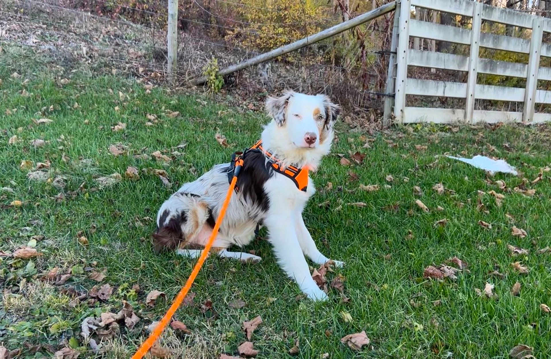 Todo joined the competition — help win amazing prizes! dog, grass, leash, orange_harness, outdoor, autumn_leaves, fence, sitting, pet, canine, nature, fur, animal, daylight, greenery, resting, field, rural, quiet, calm