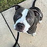 dog, pitbull, blue_eyes, leash, sidewalk, grass, person, shoes, jeans, outdoor, pet, animal, looking_up, curious, walking, canine, pavement, daylight, ears, tail