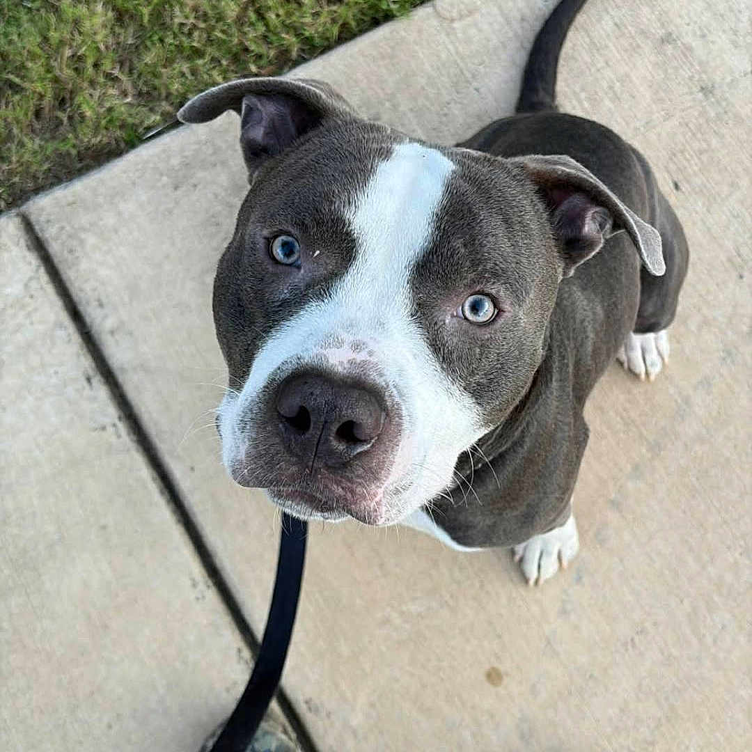 Prince