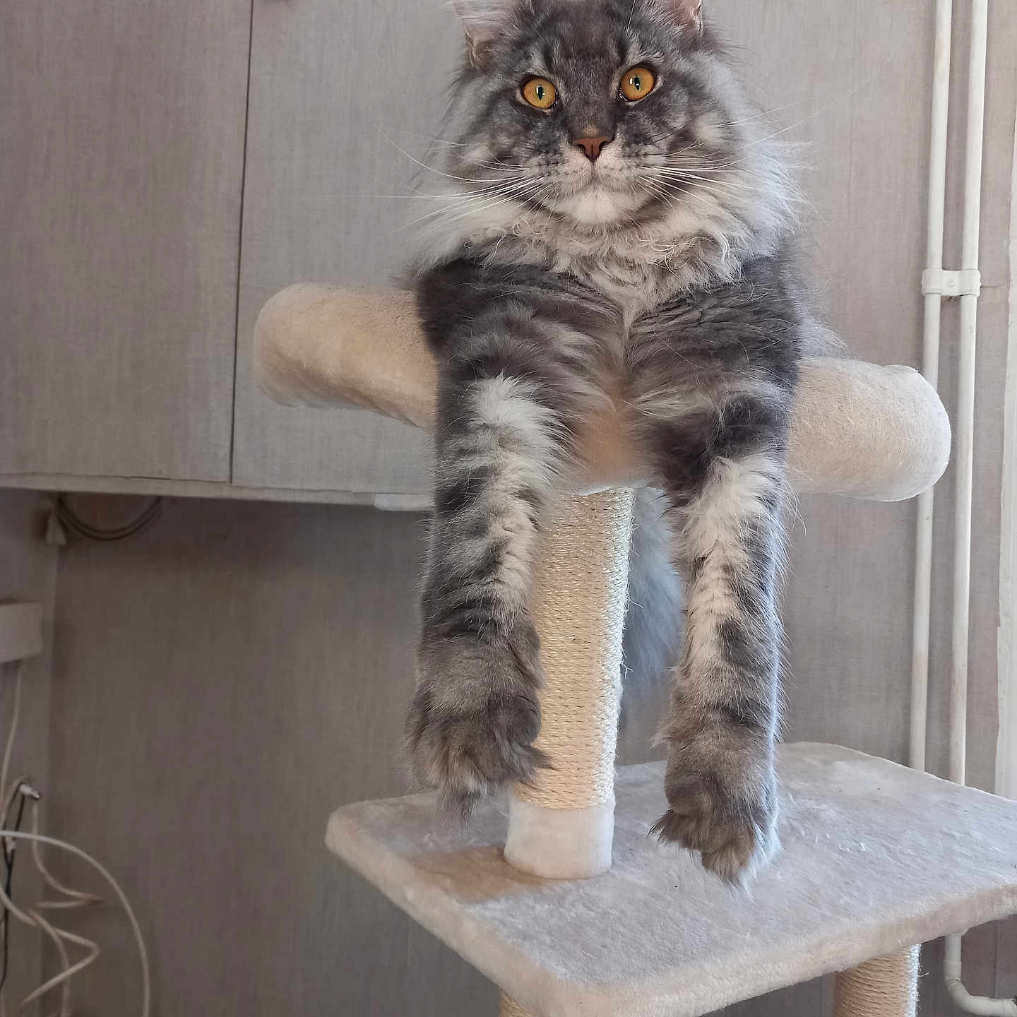 Zeus participe au concours pour gagner de l'argent avec cette photo : abyssinian, angora, animal, barstool, cat, chair, desk, diningtable, face, furniture, head, homedecor, indoors, kitten, manx, person, pet, plywood, table, wood