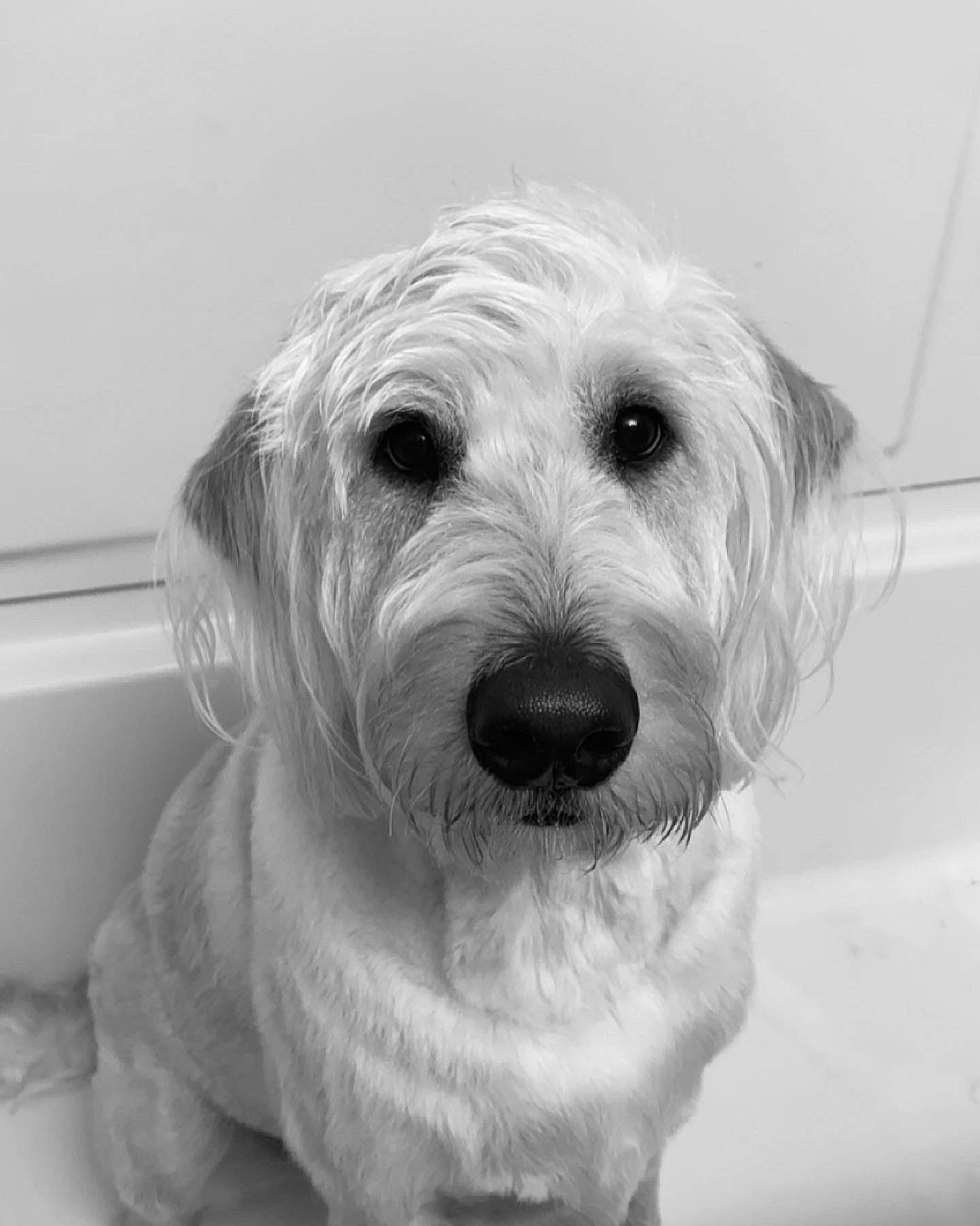 Blue is registered to the contest to win money with this photo: canidae, carnivore, companion_dog, dog, dog_breed, happy, monochrome, monochrome_photography, small_terrier, smile, snout, sporting_group, stock_photography, terrestrial_animal, terrier, toy_dog, water, working_animal