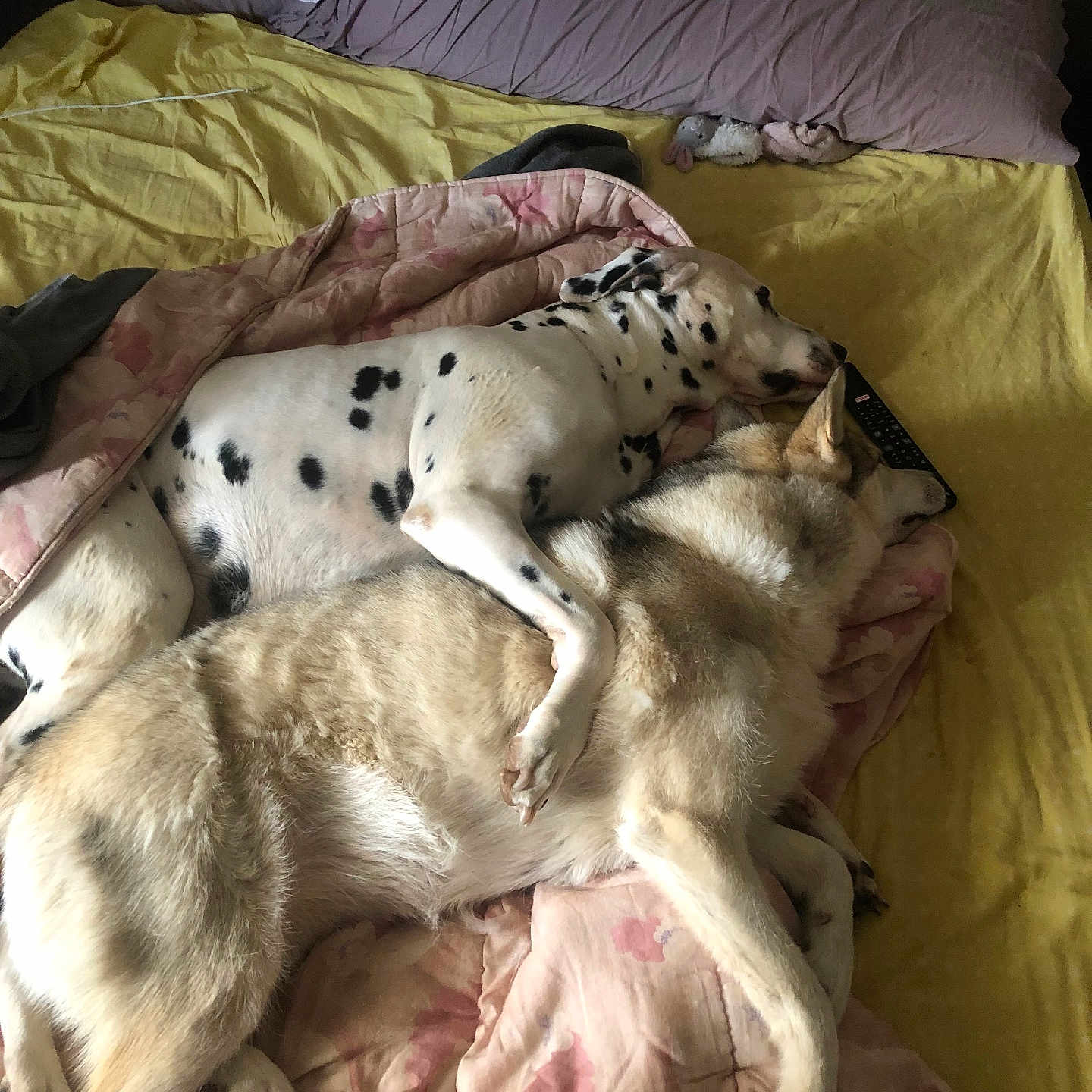 Jocker Et Sky a rejoint le concours — aidez-le/la à gagner de superbes lots ! bed, blanket, comforter, companion, cozy, cuddling, dalmatian, dog, fur, husky, indoor, mammal, paws, pet, pillow, plush_toy, remote_control, resting, sleeping, spots