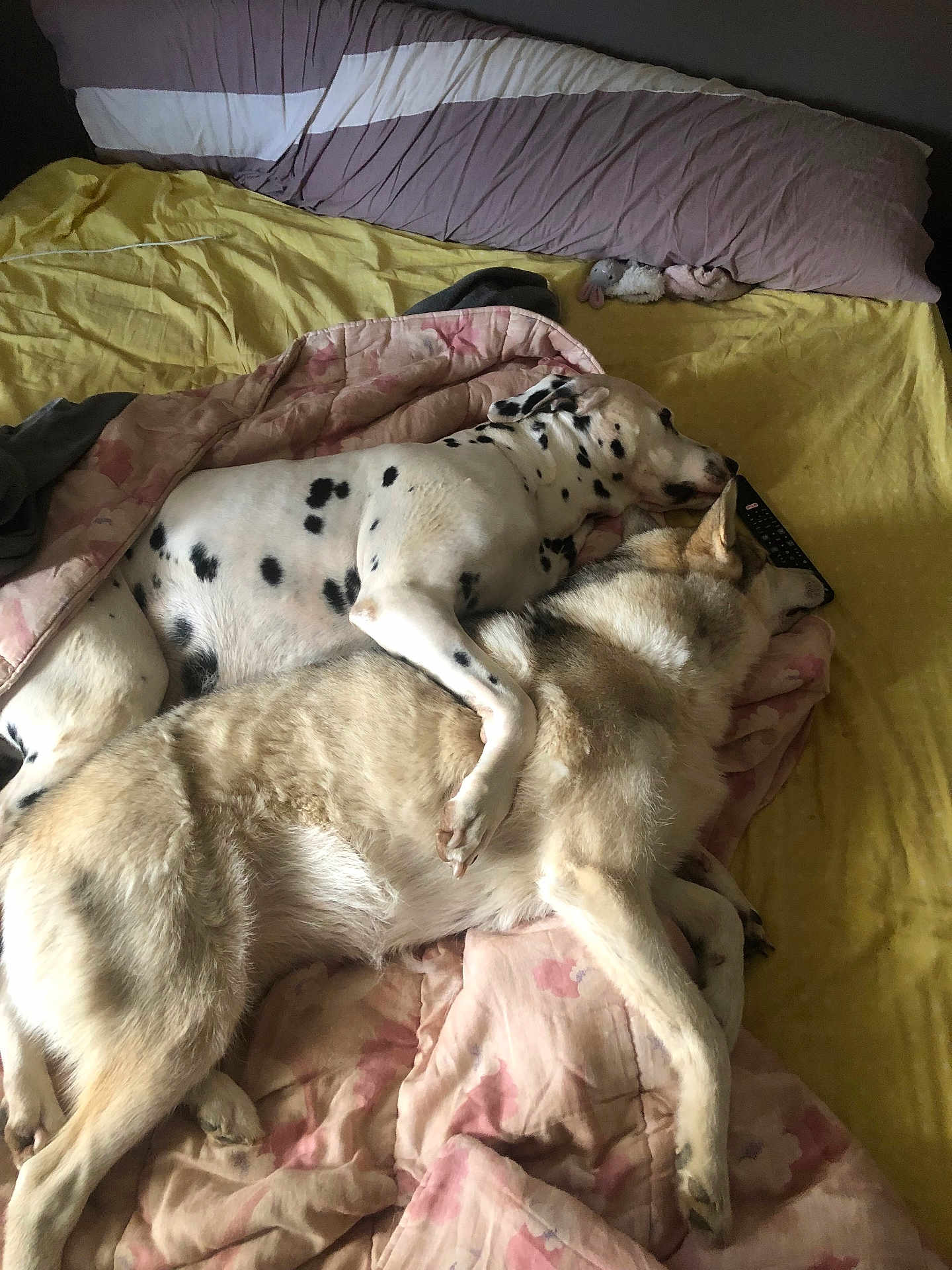Jocker Et Sky a rejoint le concours — aidez-le/la à gagner de superbes lots ! dog, dalmatian, husky, bed, blanket, pillow, remote_control, sleeping, cuddling, spots, fur, paws, plush_toy, indoor, cozy, pet, companion, mammal, resting, comforter