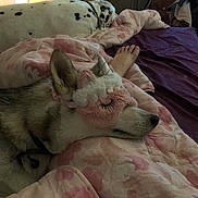 Jocker Et Sky participe au concours pour gagner de l'argent avec cette photo : dog, husky, dalmatian, bed, blanket, comforter, sleep_mask, unicorn_mask, pink, floral_pattern, bedroom, sleeping, pet, ear, nose, human_foot, dresser, cozy, indoor, soft_lighting