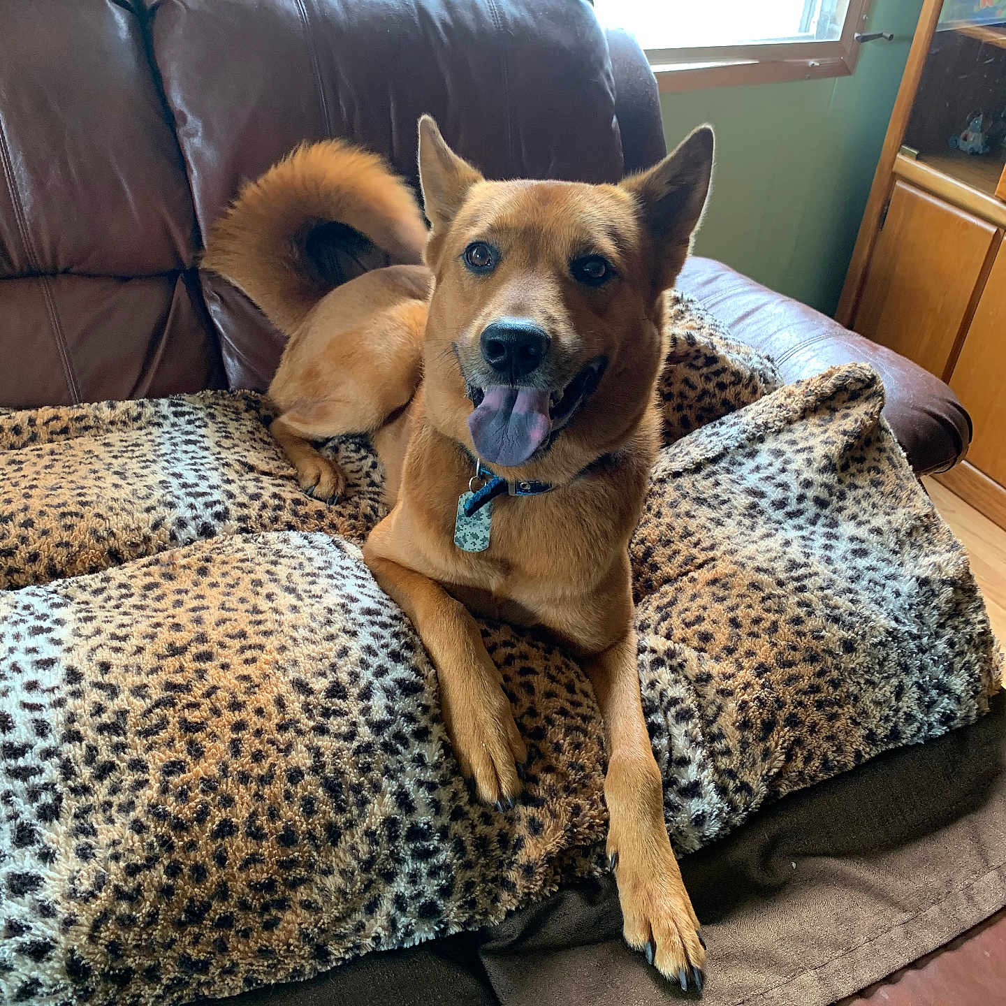 Milo joined the competition — help win amazing prizes! animal, bed, bedroom, blanket, canine, couch, cushion, dog, dogbed, furniture, homedecor, hound, indoors, interiordesign, pet, pillow, puppy, room