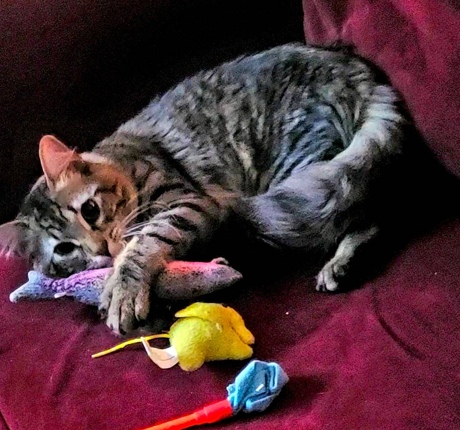 Tootie is registered to the contest to win money with this photo: american_shorthair, asian, carnivore, cat, domestic_short_haired_cat, dragon_li, european_shorthair, felidae, fur, kitten, mammal, nap, paw, pixie_bob, play, sleep, small_to_medium_sized_cats, tabby_cat, toyger, whiskers