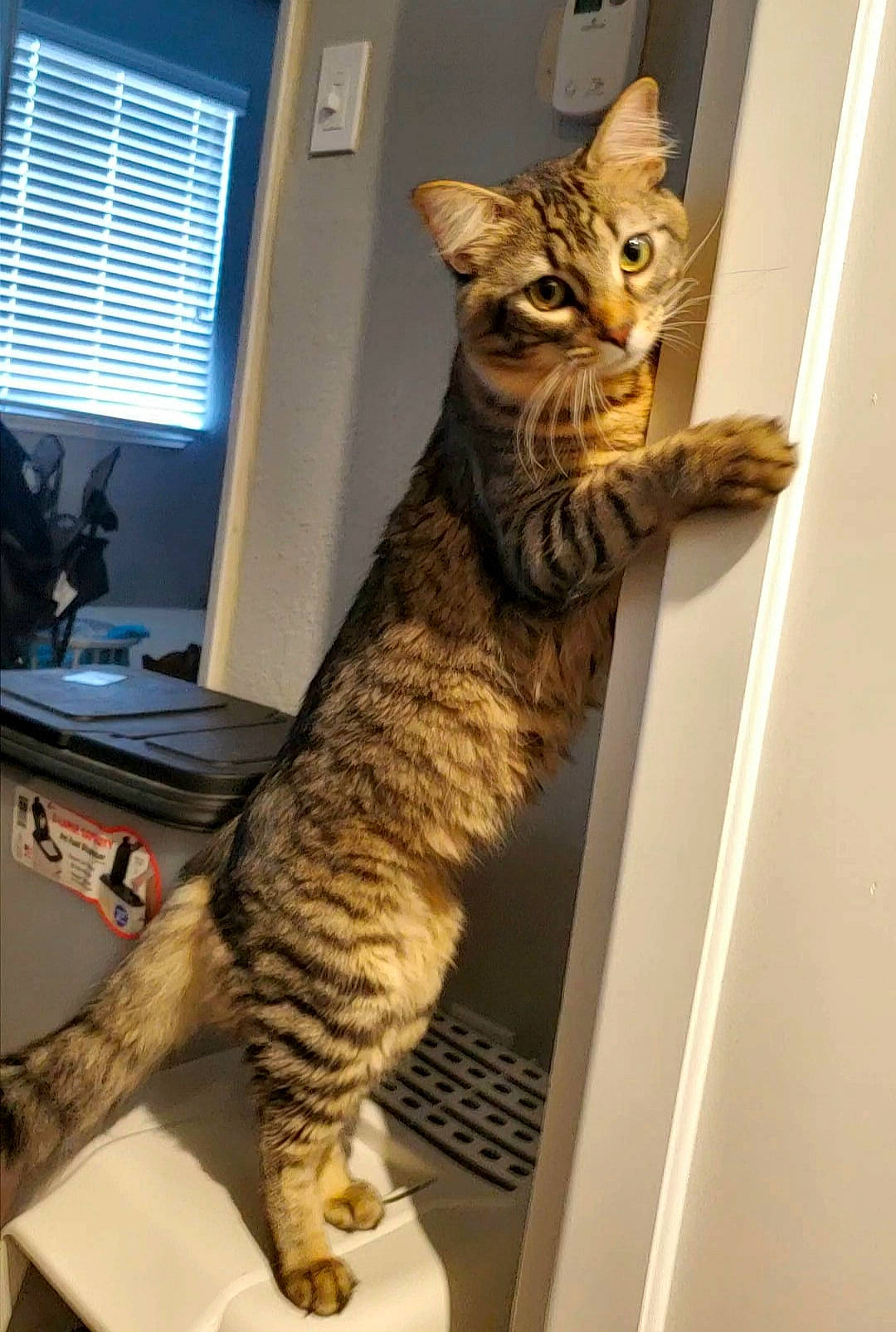 Tootie is registered to the contest to win money with this photo: asian, bengal, california_spangled, carnivore, cat, domestic_short_haired_cat, dragon_li, egyptian_mau, european_shorthair, felidae, mammal, ocicat, pixie_bob, savannah, small_to_medium_sized_cats, sokoke, tabby_cat, toyger, vertebrate, whiskers