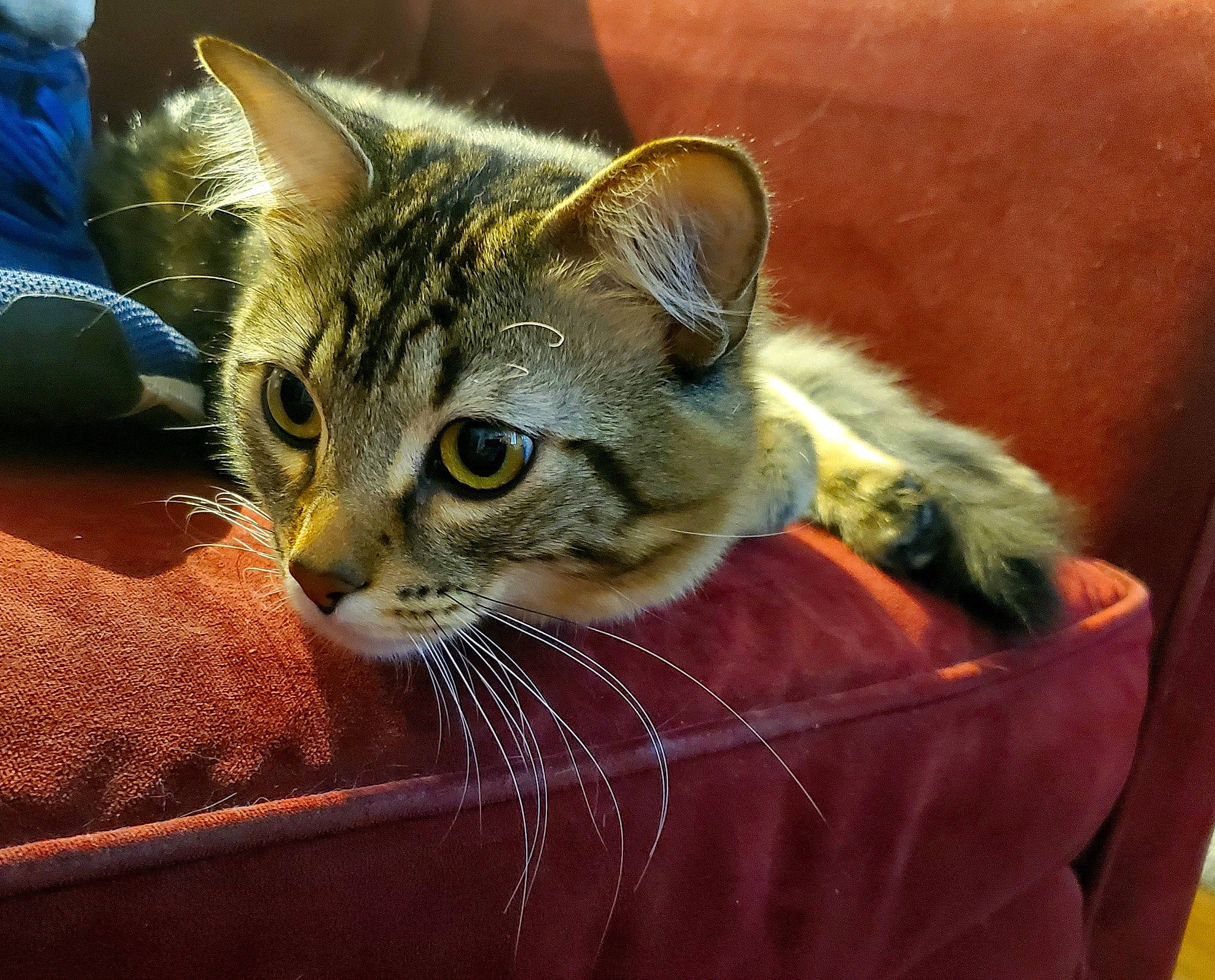 Tootie joined the competition — help win amazing prizes! american_shorthair, asian, australian_mist, california_spangled, carnivore, cat, chausie, domestic_short_haired_cat, dragon_li, european_shorthair, felidae, kitten, mammal, pixie_bob, small_to_medium_sized_cats, snout, tabby_cat, toyger, vertebrate, whiskers