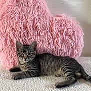 Tigri a rejoint le concours — aidez-le/la à gagner de superbes lots ! kitten, tabby, cat, feline, pet, animal, indoor, cozy, pink, heart_pillow, fluffy, texture, white, cute, relaxed, resting, soft, fur, young, portrait