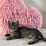 kitten, tabby, cat, feline, pet, animal, indoor, cozy, pink, heart_pillow, fluffy, texture, white, cute, relaxed, resting, soft, fur, young, portrait