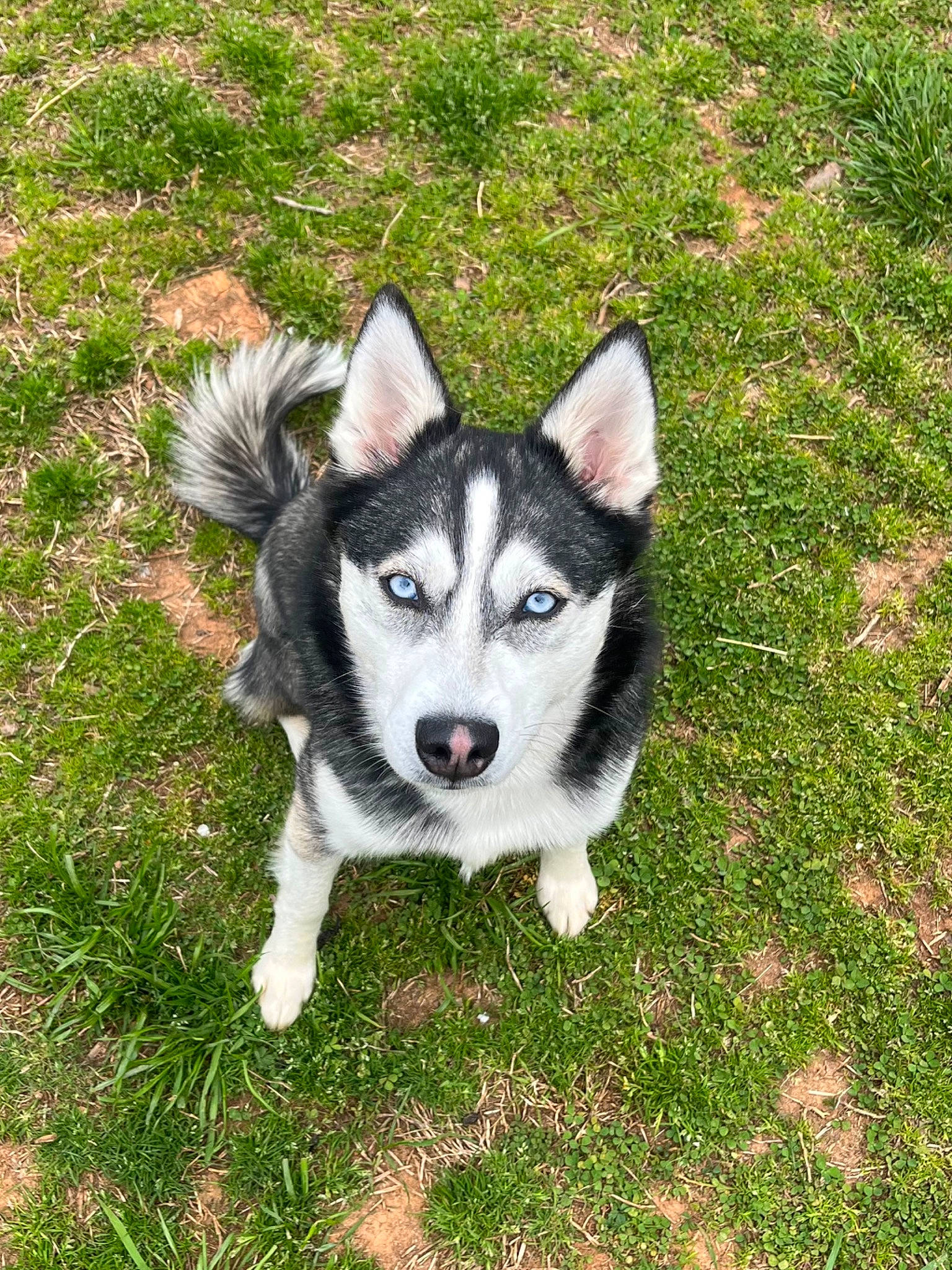 Mika joined the competition — help win amazing prizes! ancient_dog_breeds, canidae, carnivore, companion_dog, dog, dog_breed, fur, grass, groundcover, non_sporting_group, plant, siberian_husky, sled_dog, sporting_group, terrestrial_animal, working_animal, working_dog