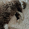 Zac participe au concours pour gagner de l'argent avec cette photo : cat, fluffy, sleeping, white_rug, cozy, fur, pet, indoor, resting, animal, cute, domestic_cat, relaxation, soft_texture, feline, calm, peaceful, paw, tail, home
