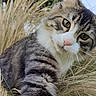 cat, tabby_cat, grass, outdoor, nature, animal, pet, fur, whiskers, paw, greenery, close_up, curious, face, eyes, nose, ears, daylight, background, wildlife