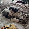 Zac participe au concours pour gagner de l'argent avec cette photo : cat, sleeping, blanket, plush_toy, indoor, window, plant, furniture, soft, cozy, resting, cute, pet, fur, animal, domestic, relaxing, daylight, nature, comfort
